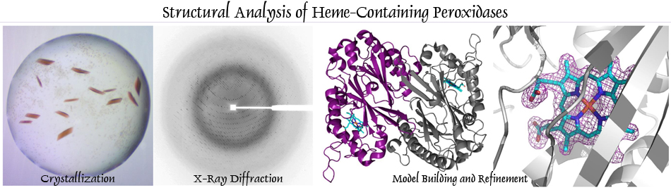 Biochemistry & Molecular Biophysics | Kansas State University